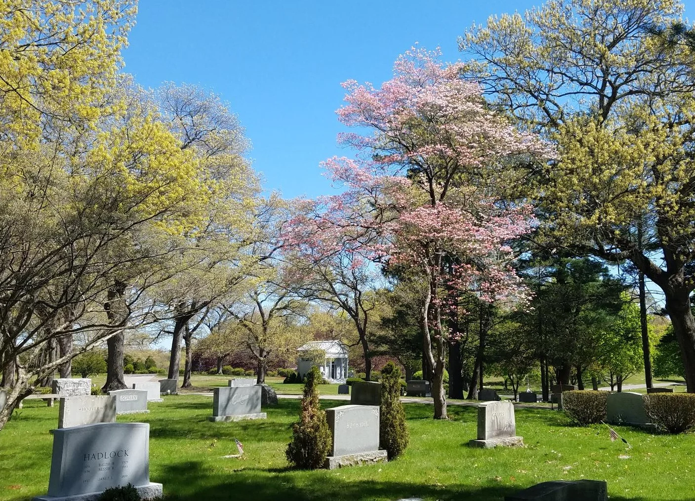 BLOSSOM-TREE-7